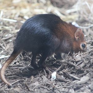 Black-and-Rufous Sengi (Rhynchocyon petersi)