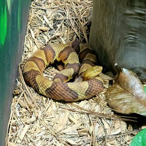 Northern Copperhead-Greenville Zoo