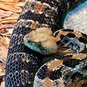 Timber Rattlesnake-Greenville Zoo