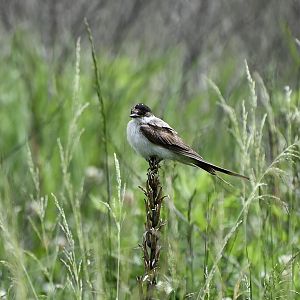 Fork-Tailed Flycatcher (Tyrannus savana)