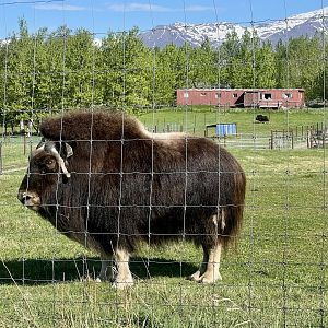 Musk Ox study left