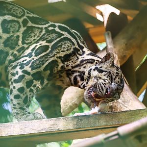 Borneo Sunda clouded leopard