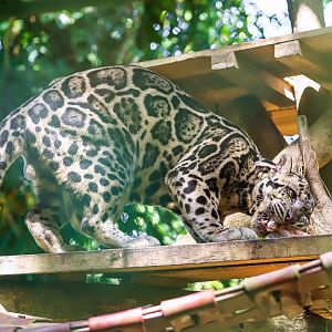 Borneo Sunda clouded leopard