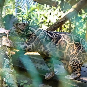 Borneo Sunda clouded leopard