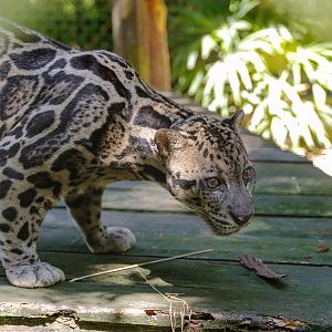 Borneo Sunda clouded leopard
