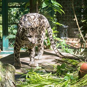 Borneo Sunda clouded leopard