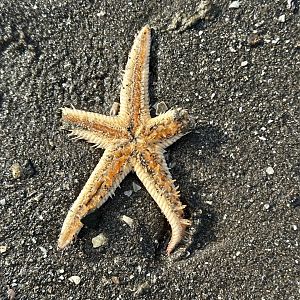 Indo-Pacific comb star (Astropecten polyacanthus)