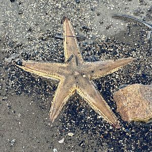 Indo-Pacific comb star (Astropecten polyacanthus)