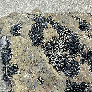 Little black mussel (Xenostrobus neozelanicus)