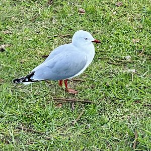 Red-billed gull (Chroicocephalus novaehollandiae scopulinus)