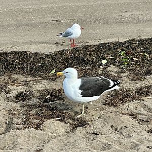 Southern black-backed gull/Red-billed gull