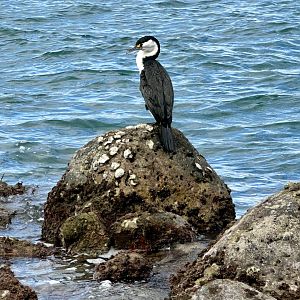 Pied shag (Phalacrocorax varius)