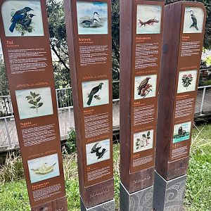 Mount Maunganui Wildlife