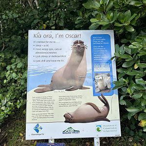 Oscar the Fur Seal Signage (Mount Maunganui)