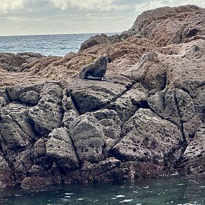 New Zealand fur seal (Arctocephalus forsteri)