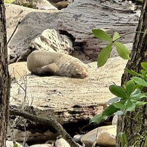 New Zealand fur seal (Arctocephalus forsteri)