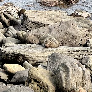 New Zealand fur seal (Arctocephalus forsteri)