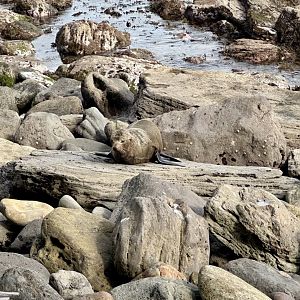 New Zealand fur seal (Arctocephalus forsteri)