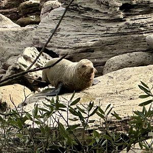 New Zealand fur seal (Arctocephalus forsteri)