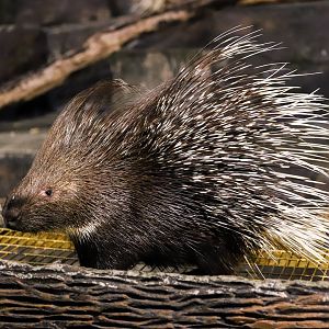 99 Wonderland Park - Crested porcupine
