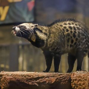 99 Wonderland Park - African civet