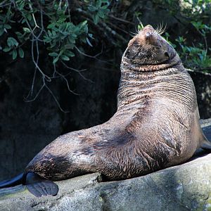 Sub-Antarctic Fur Seal
