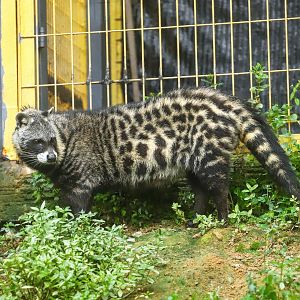 99 Wonderland Park - African civet