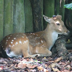 Taiwan Sika Deer (Cervus nippon taiouanus)
