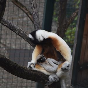 Crowned sifaka