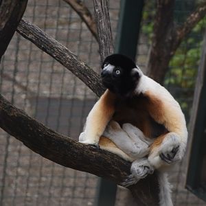 Crowned sifaka