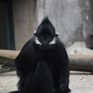 Francois' langur
