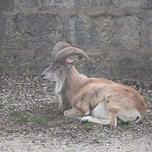 Bukhara urial