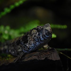 Crocodile lizard