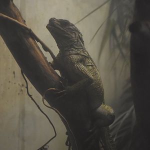 Philippine salafin lizard