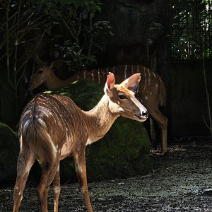 Nyala