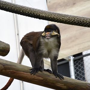 Yellow-nosed red-tailed guenon - Zoo de Saint-Martin-la-Plaine