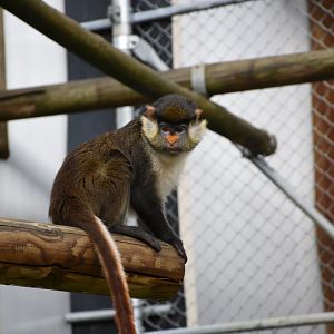 Yellow-nosed red-tailed guenon - Zoo de Saint-Martin-la-Plaine