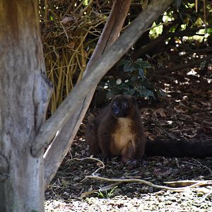 Red-bellied lemur