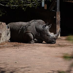 Southern white rhinoceros
