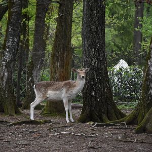Common fallow deer