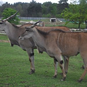 Common eland