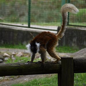 Black lemur