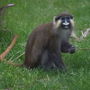 Red-tailed moustached monkey
