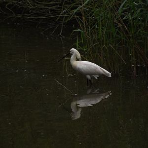 Eurasian spoonbill