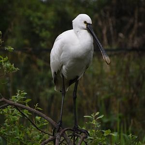 Eurasian spoonbill