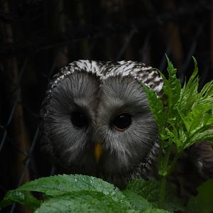 Ural owl