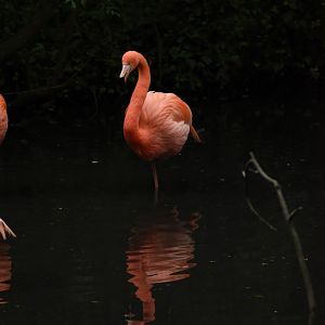 American flamingo