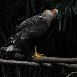 Crested caracara