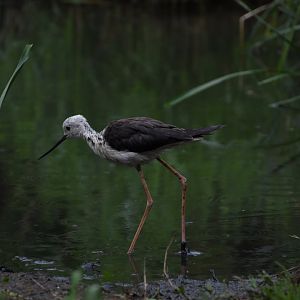 Black-winged stilt