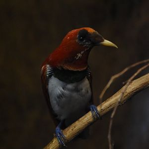 King bird-of-paradise